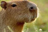 028.1 Capybara.jpg