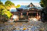 Autumn Leaves