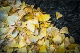 Ginkgo