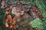 Bark Again in the Rain
