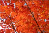 Acer Time