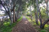 Through the Trees