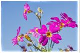 Hanging Basket