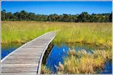 Wetlands