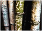 Bamboo Graffiti