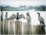 Cormorants