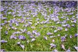 Purple and Green