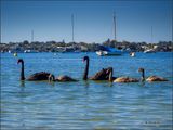 Black Swan Family