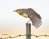  Western Meadowlark 