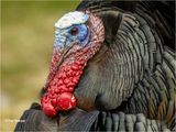  Wild Turkey 