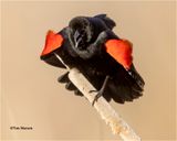  Red-winged Blackbird 