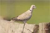  Eurasian collared Dove 