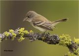 Willow Flycatcher 