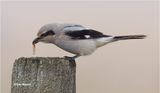  Northern Shrike 