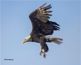  Bald Eagle 