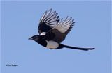  Black-billed Magpie 
