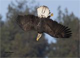  Bald Eagle 