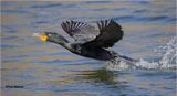  Double-crested Cormorant 