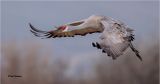  Sandhill Crane 