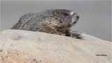  Yellow-bellied Marmot 