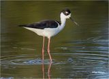  Black-necked Stilt 