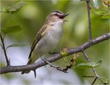  Red-eyed Vireo 