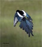  Black-billed Magpie - I almost deleted this because you cant see the head.   Glad I didnt.