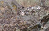 Burrowing Owl 