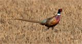  Ring-necked Pheasant 