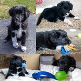 Happy Gotcha Day Callie!