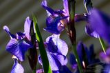 05/25/2023 - _42A0095.jpg