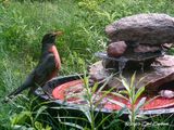 IMAG0038.jpg