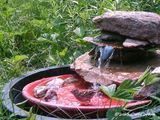 IMAG0042.jpg
