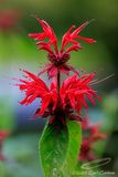 07/07/2023 - _42A0641.jpg