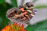 07/15/2023 - _42A0995.jpg