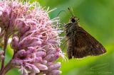 07/26/2023 - _42A1483.jpg