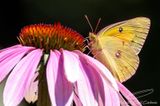 08/06/2023 - _42A1874.jpg
