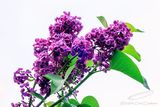 05/15/2024 - _42A5959.jpg