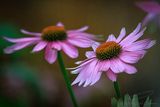 08/06/2024 - _42A7781.jpg