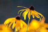 08/27/2024 - _42A8241.jpg