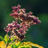 09/05/2024 - _42A8373.jpg