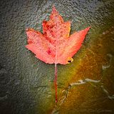 10/08/2024 - LRM-155015.jpg