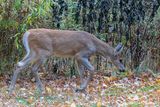 10/30/2024 - _42A0007.jpg