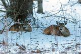 01/02/2025 - _42A0106.jpg