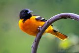 05/04/2025 - _42A0850.jpg