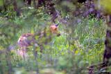 05/14/2025 - _42A0903.jpg