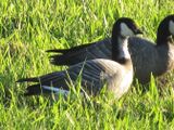 Cackling Goose  