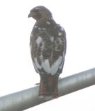 Red-tailed Hawk  