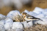 Snow Bunting
