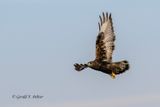 Rough - legged Hawk